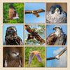 Aboriginal Indigenous Raptors of Australia depicted in a framed fabric  pictorial of Nankeen Kestrel Easter Osprey Wedge-tailed Eagle Whistling Kitle Crested Peregrine Falcon in flight and perched viewing with colouring of brown silver grey black yellow on a background of green blue tree lined horizon