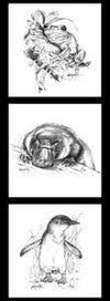 Frog Platypus Penguin Indigenous Australian Animals shown on white background animals drawn in shades of black and grey