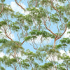 Eucalyptus Tree indigenous Australian Native viewed from below with sparse open foliage of green on giant arms of branches in colours of brown grey, seeing through to a pale blue white cloud sky 